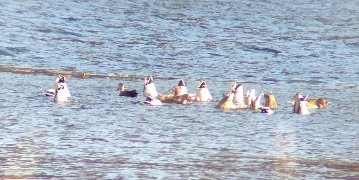 American Black Duck - ML646754039