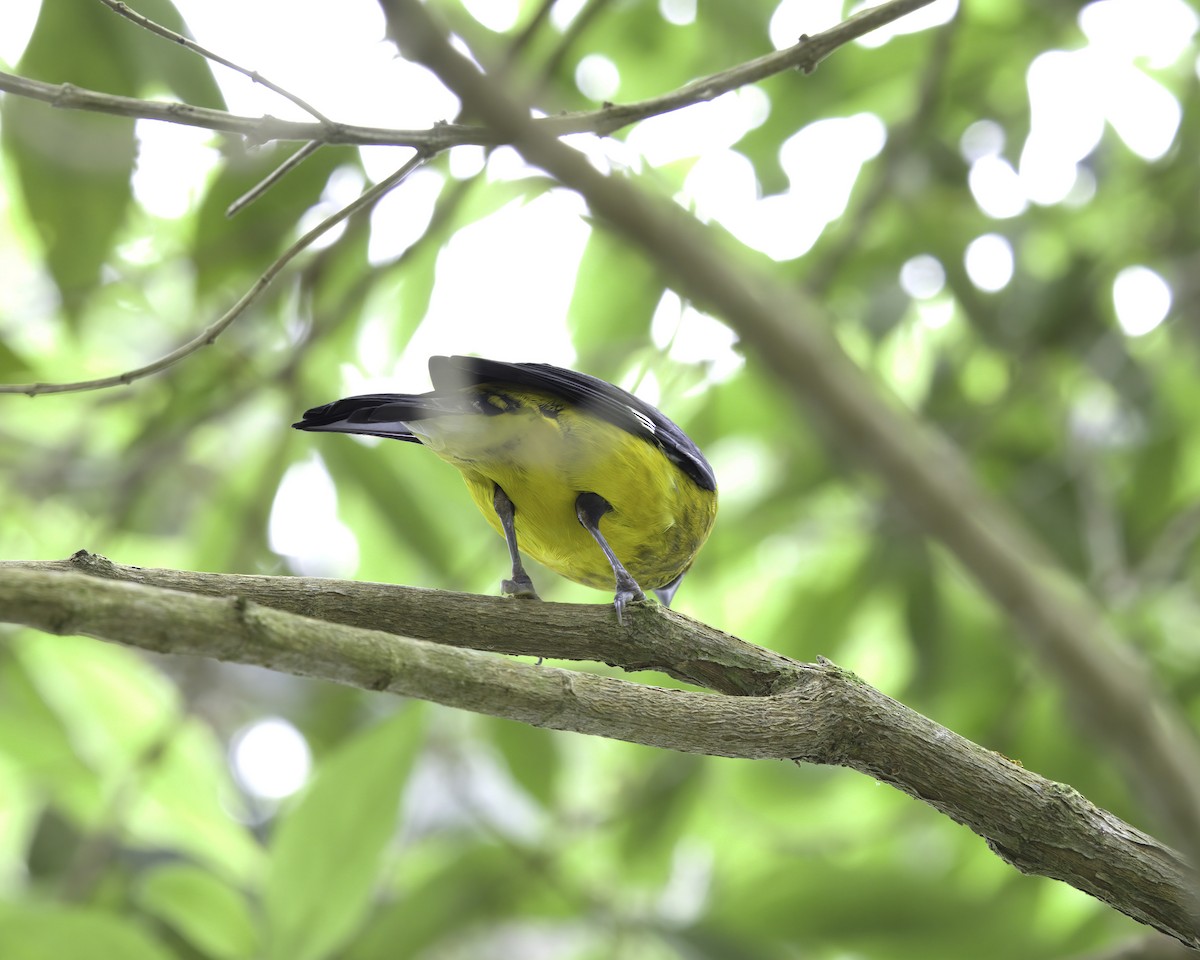 svartleggtykknebb - ML646754043