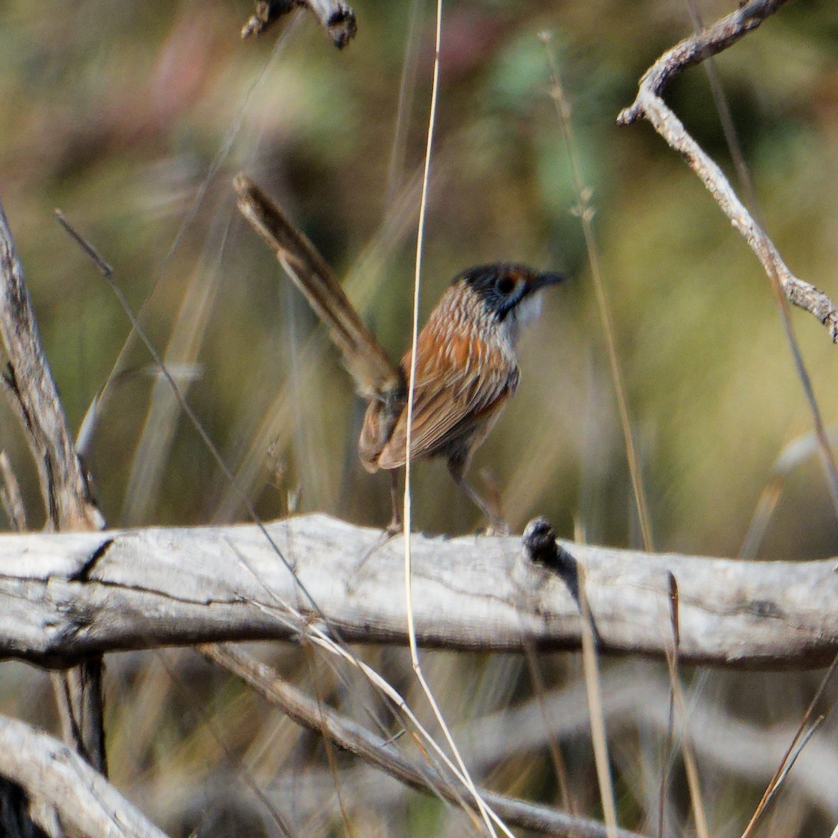 Striated Grasswren - ML646754044