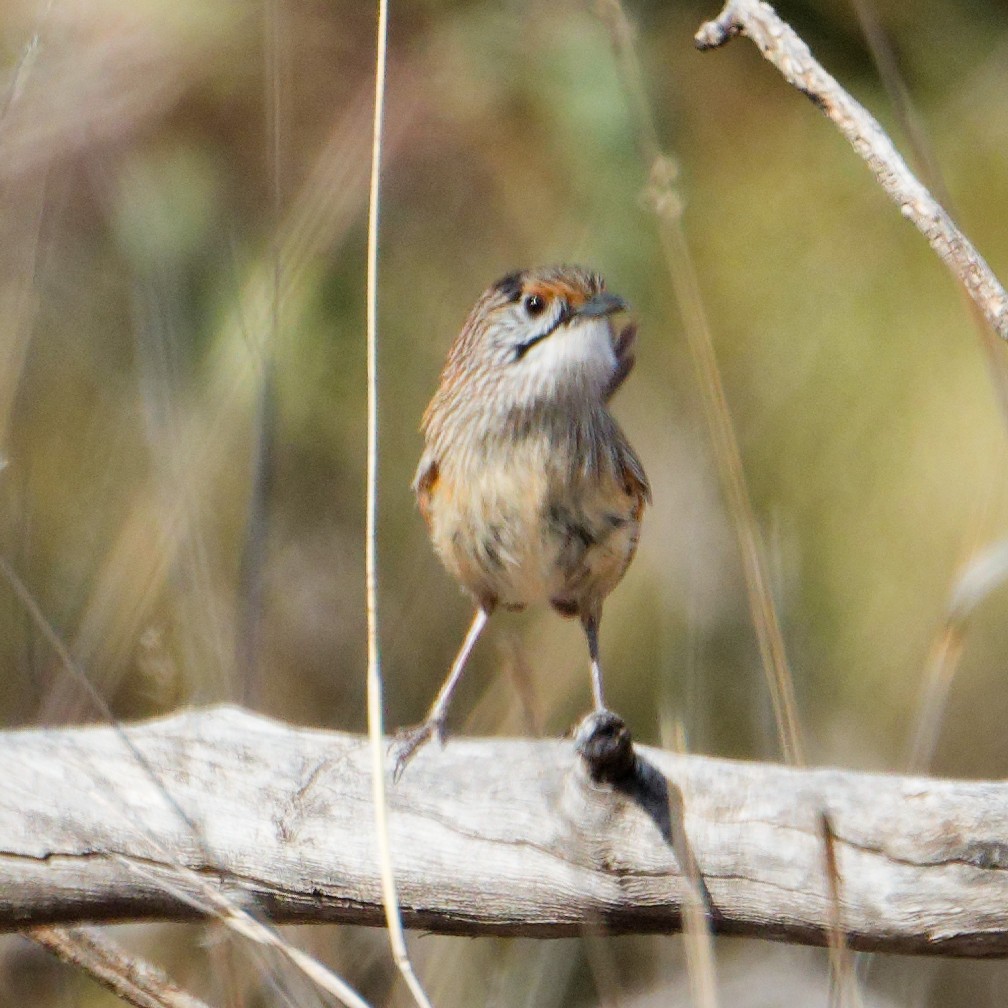 Striated Grasswren - ML646754045