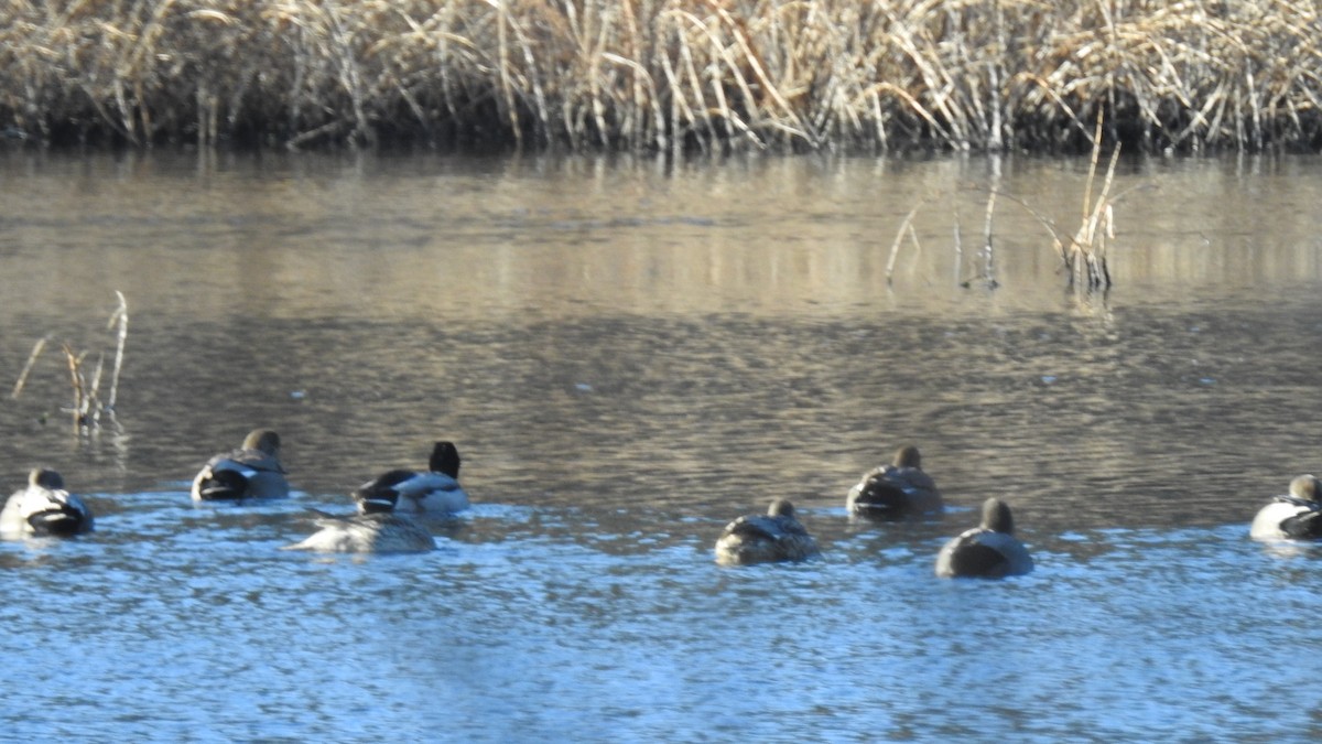 Boz Ördek - ML646754046