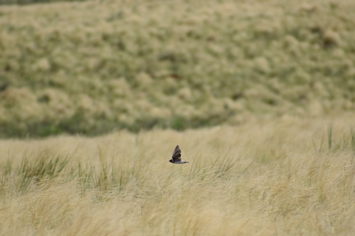 Golondrina Risquera - ML646754047