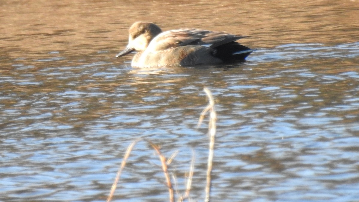 Boz Ördek - ML646754052