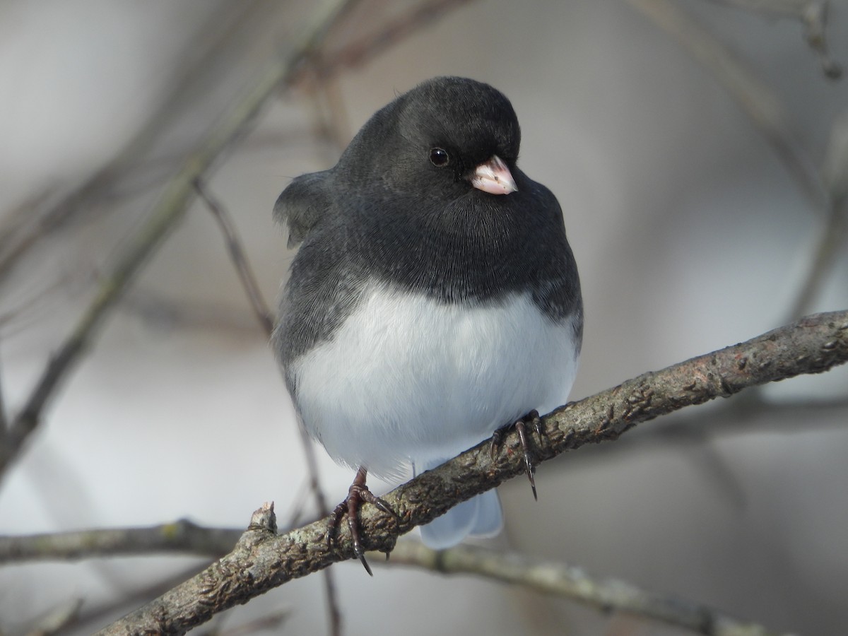 Dark-eyed Junco - ML646754053