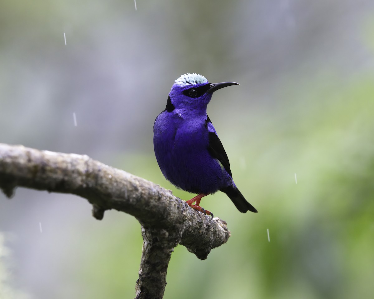 rødbeinhonningkryper - ML646754056