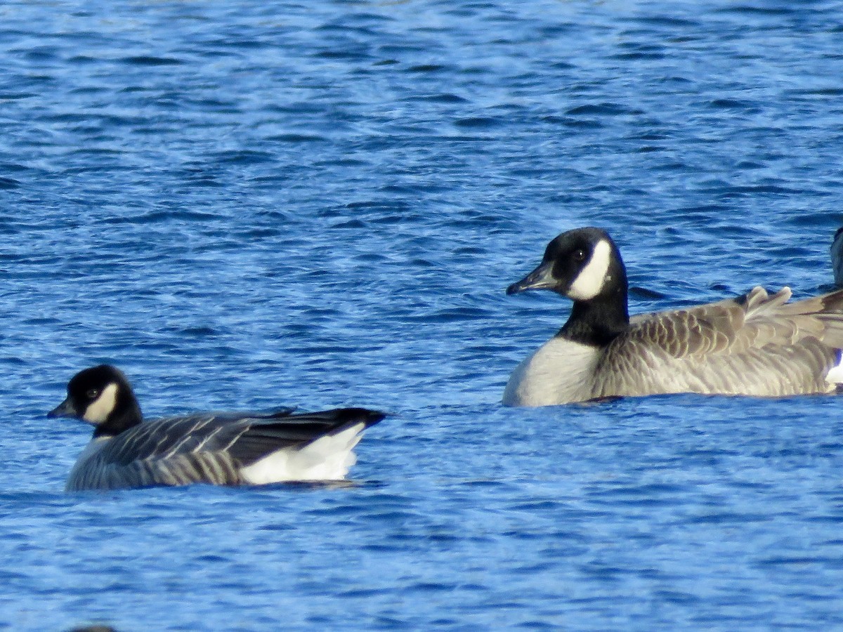 Zwergkanadagans - ML646754058