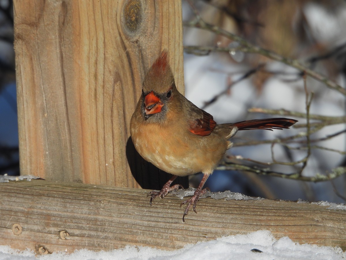 Northern Cardinal - ML646754059