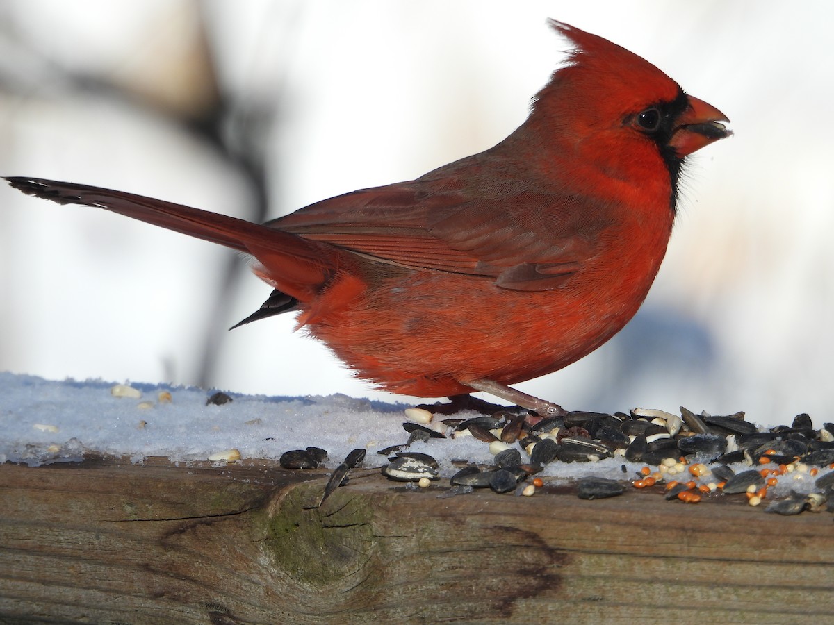 Northern Cardinal - ML646754060