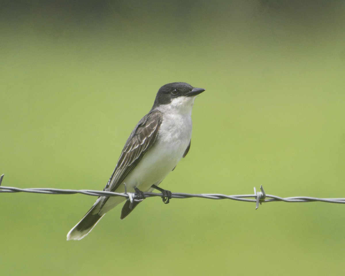 Tirano Oriental - ML646754061