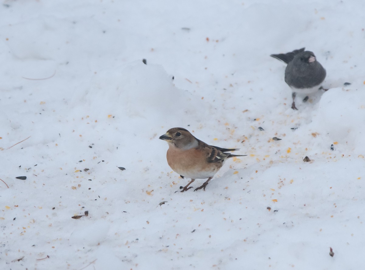 花雀 - ML646754063