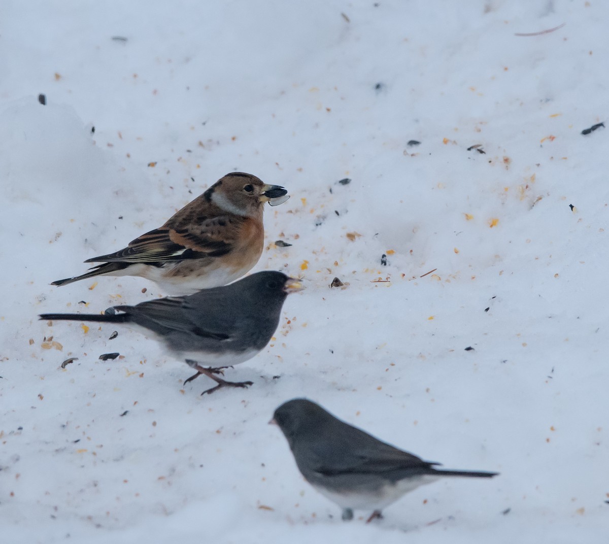 花雀 - ML646754067