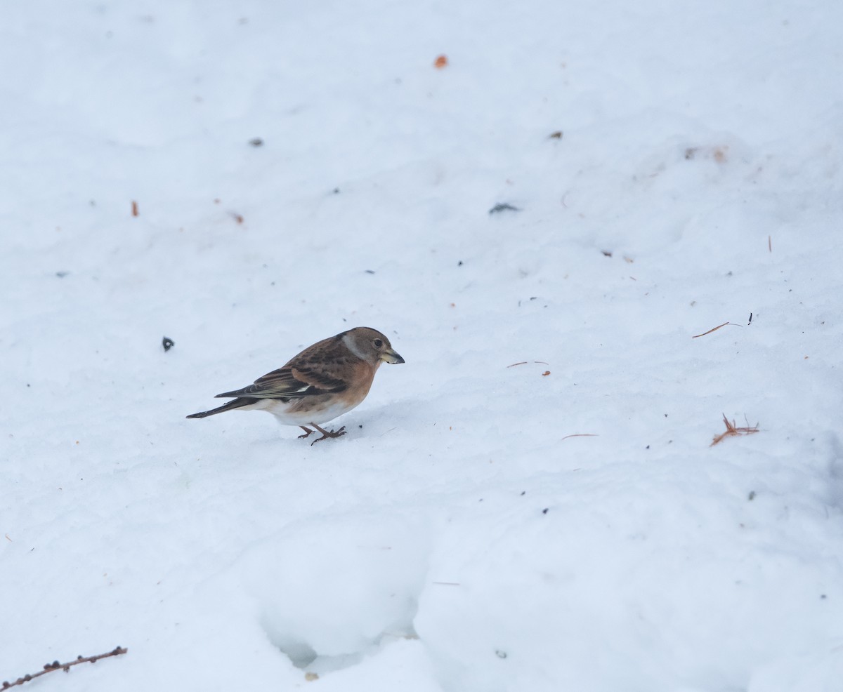 花雀 - ML646754069