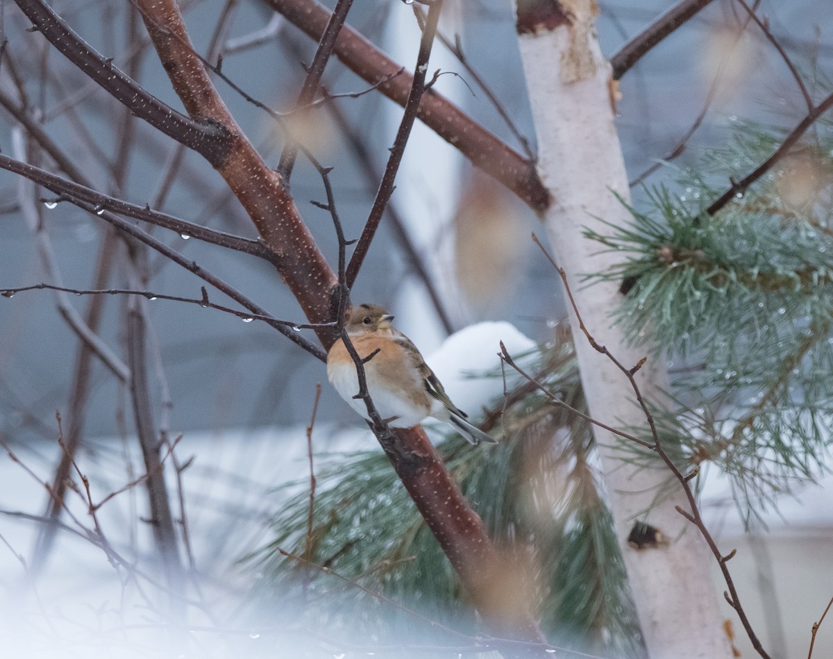 花雀 - ML646754071