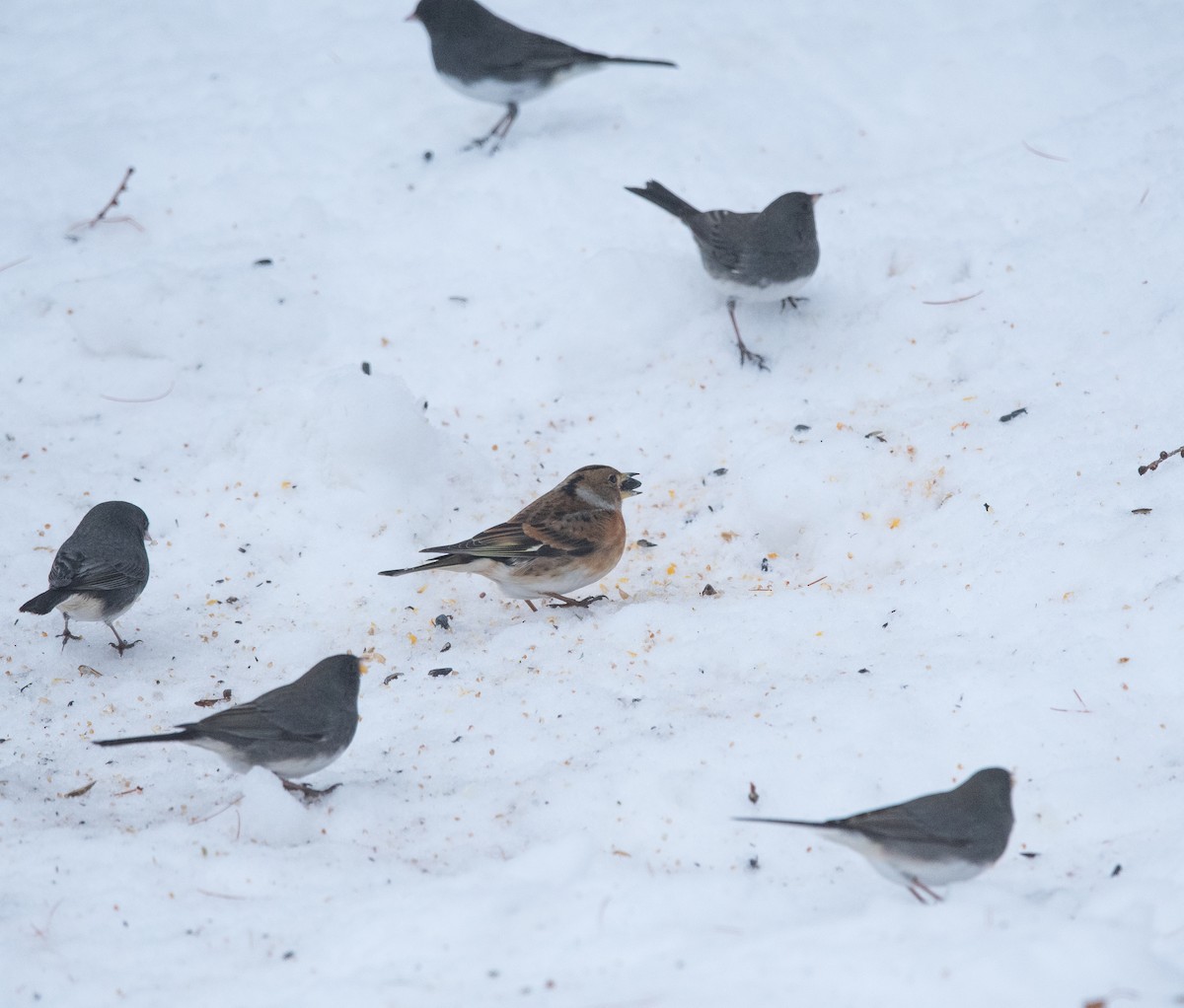 花雀 - ML646754073
