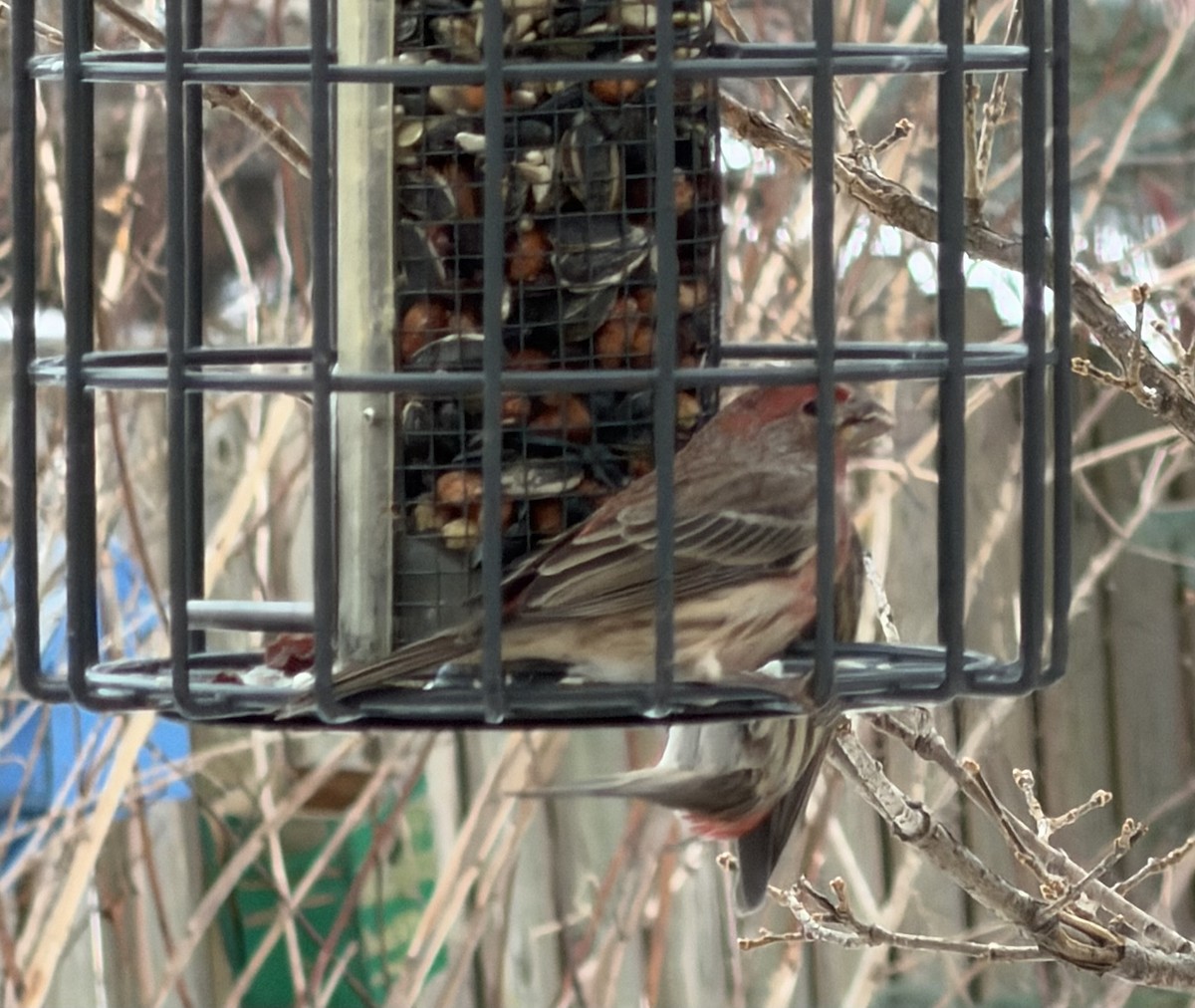 husrosenfink - ML646754074