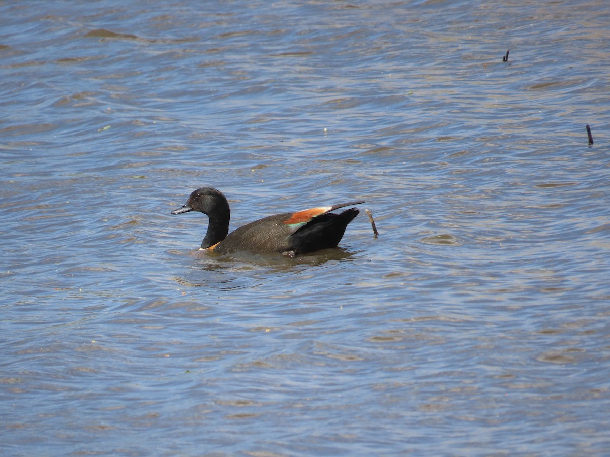 Australian Shelduck - ML646754075