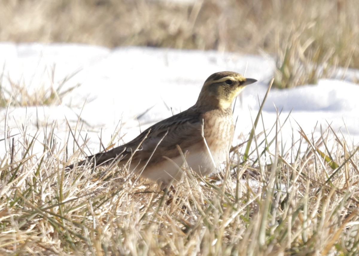 Horned Lark - ML646754079