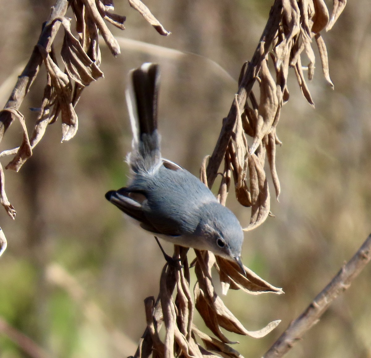 Комароловка сиза - ML646754083