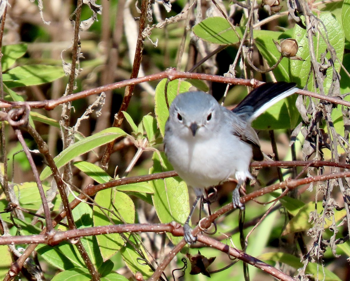 Комароловка сиза - ML646754084