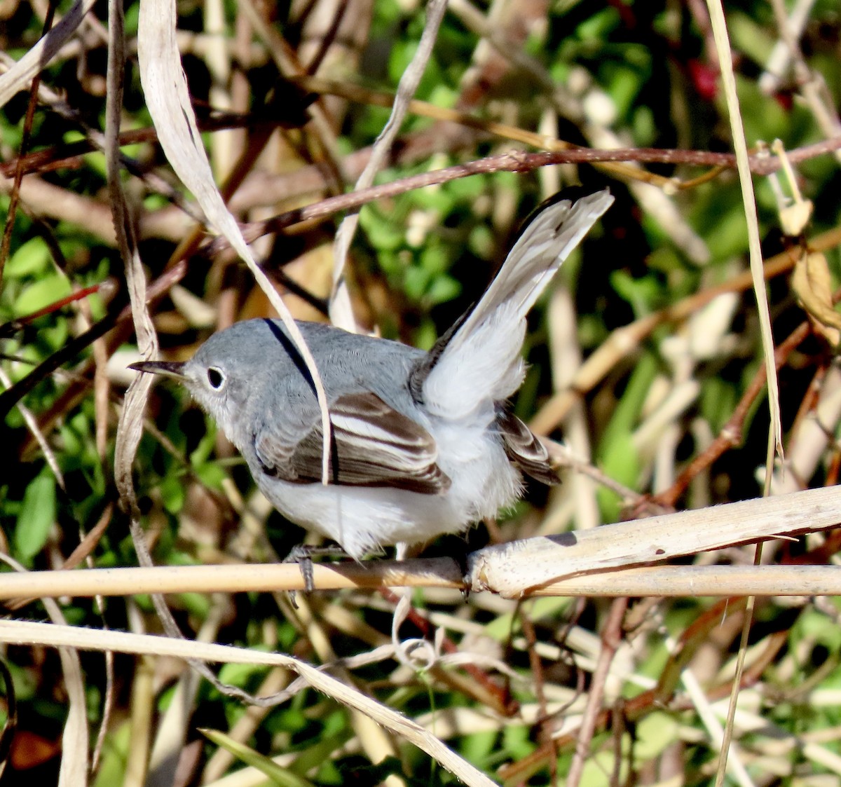 Комароловка сиза - ML646754085