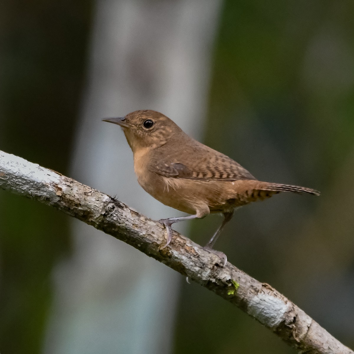 Southern House Wren - ML646754090