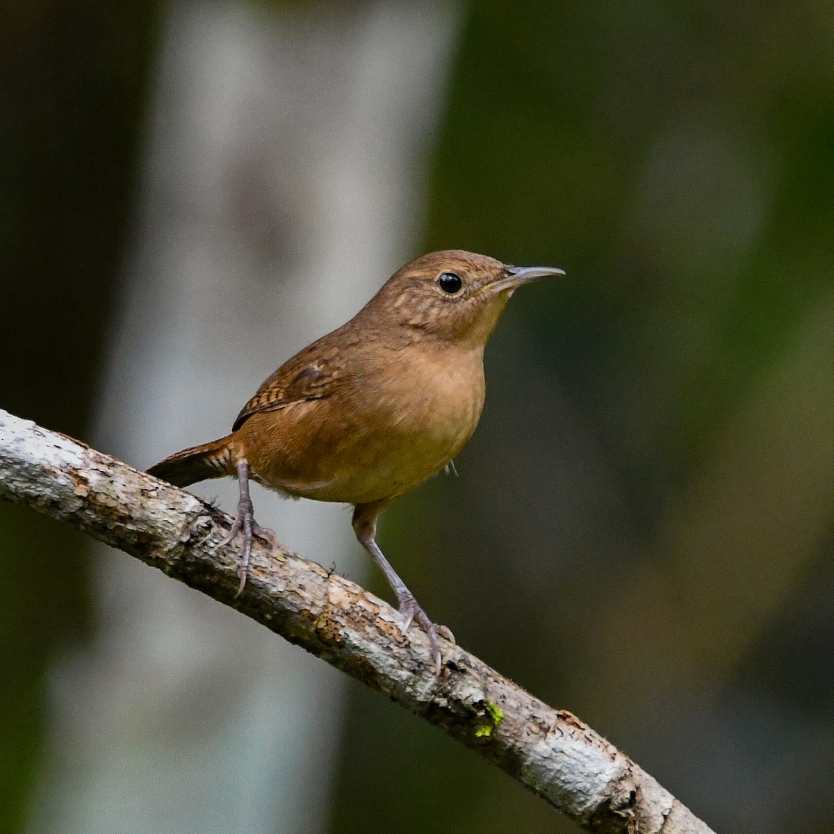 Southern House Wren - ML646754091