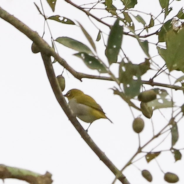 Indian White-eye - ML646754092