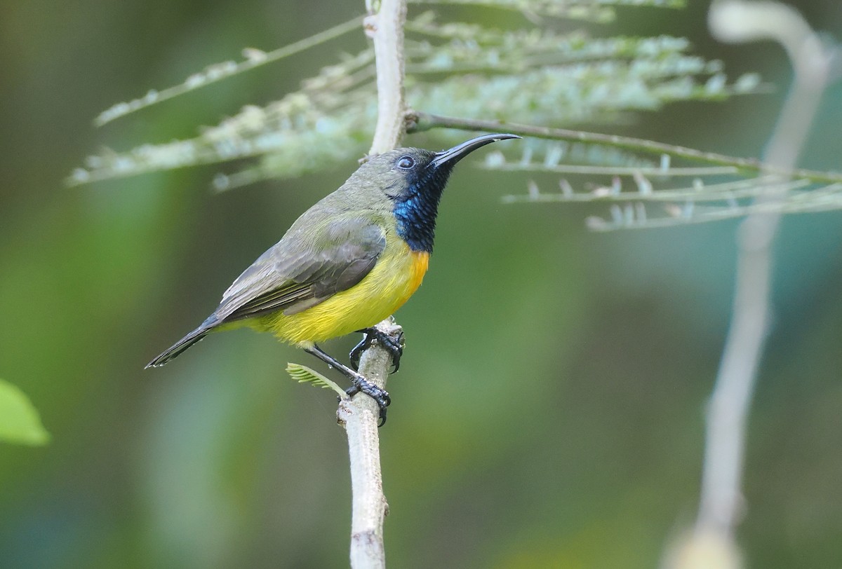 Маріка сумбейська - ML646754097