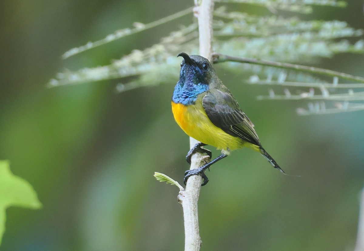 Маріка сумбейська - ML646754098