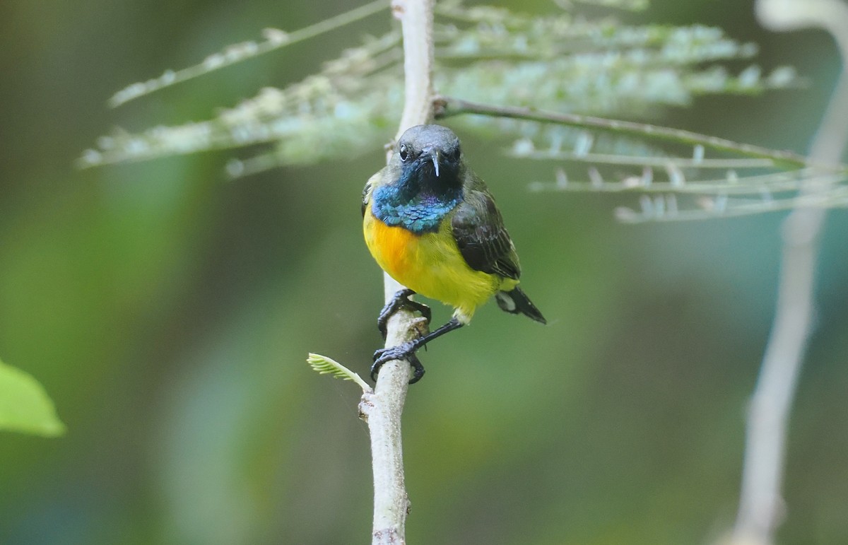 Маріка сумбейська - ML646754099