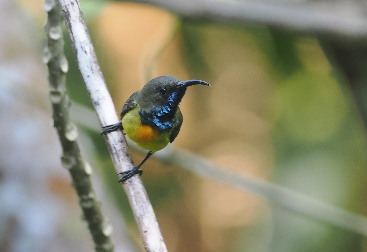 Маріка сумбейська - ML646754100