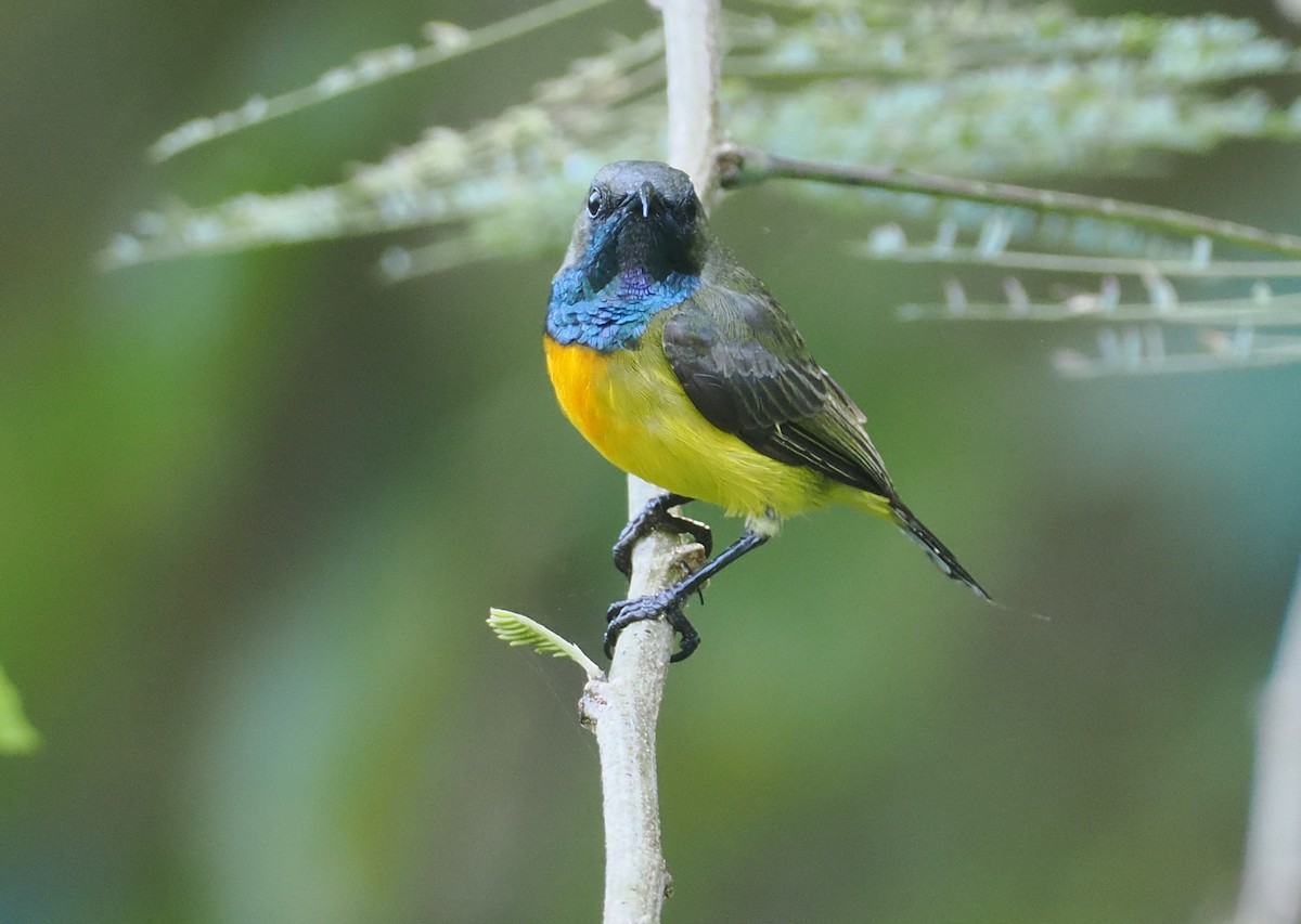 Маріка сумбейська - ML646754101