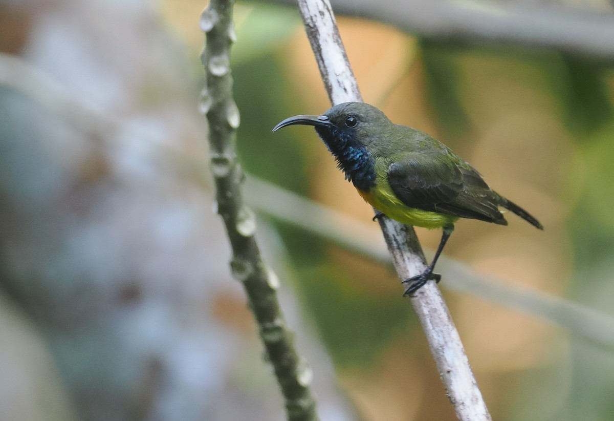 Маріка сумбейська - ML646754102