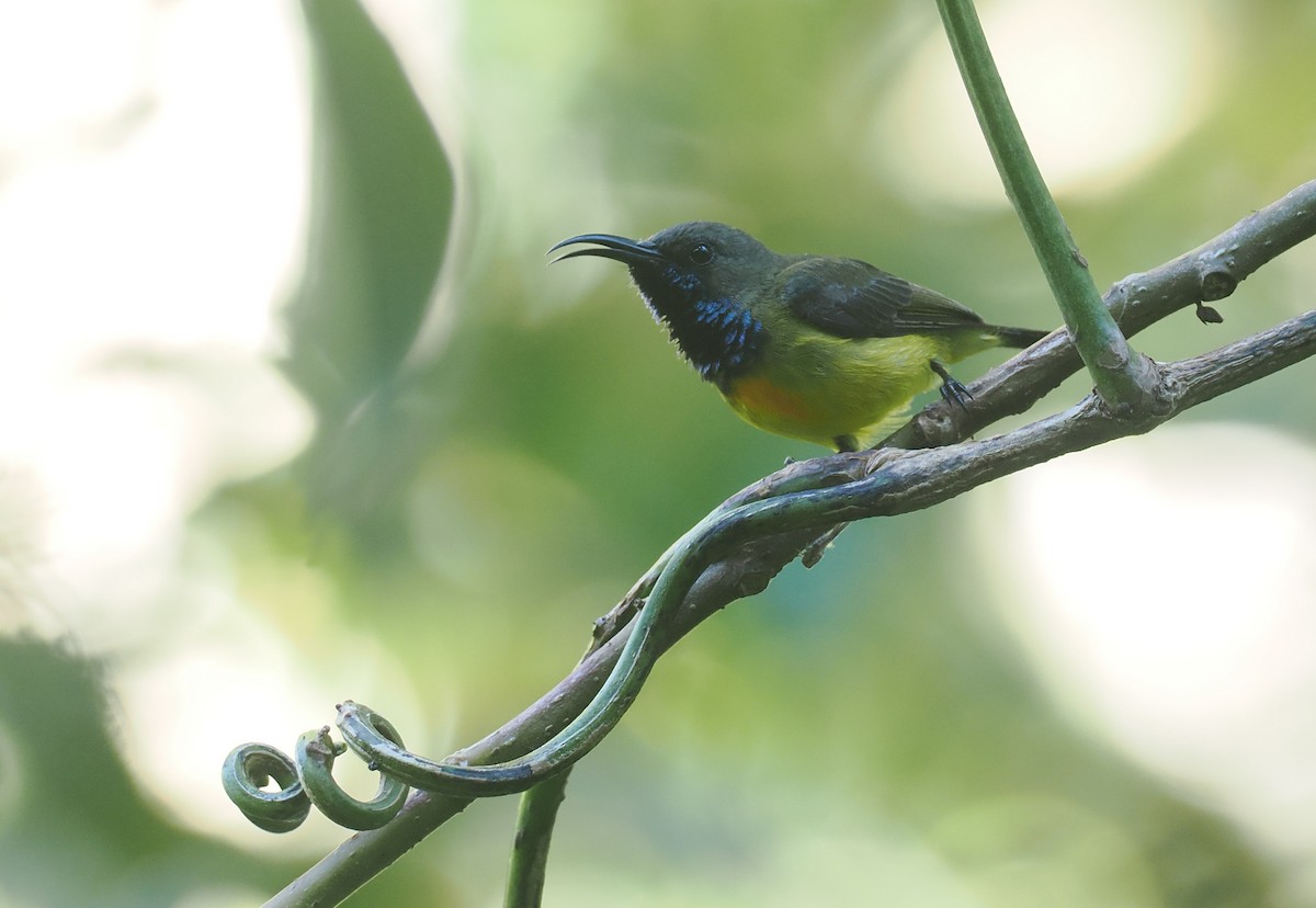 Маріка сумбейська - ML646754103