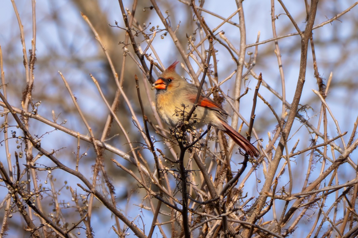 Rotkardinal - ML646754104