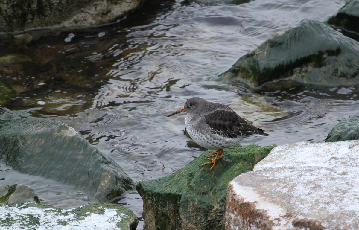 Purple Sandpiper - ML646754106