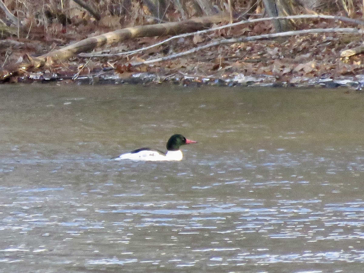 Gänsesäger - ML646754107