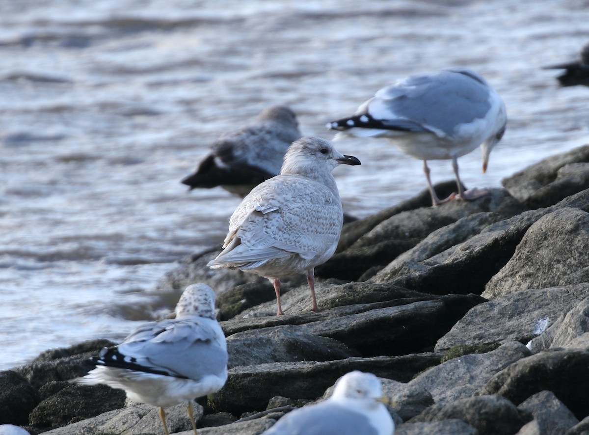 Grönland Martısı - ML646754108