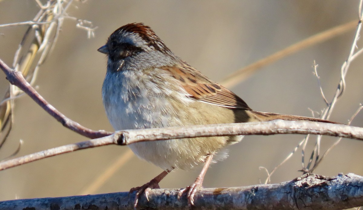 Swamp Sparrow - ML646754109