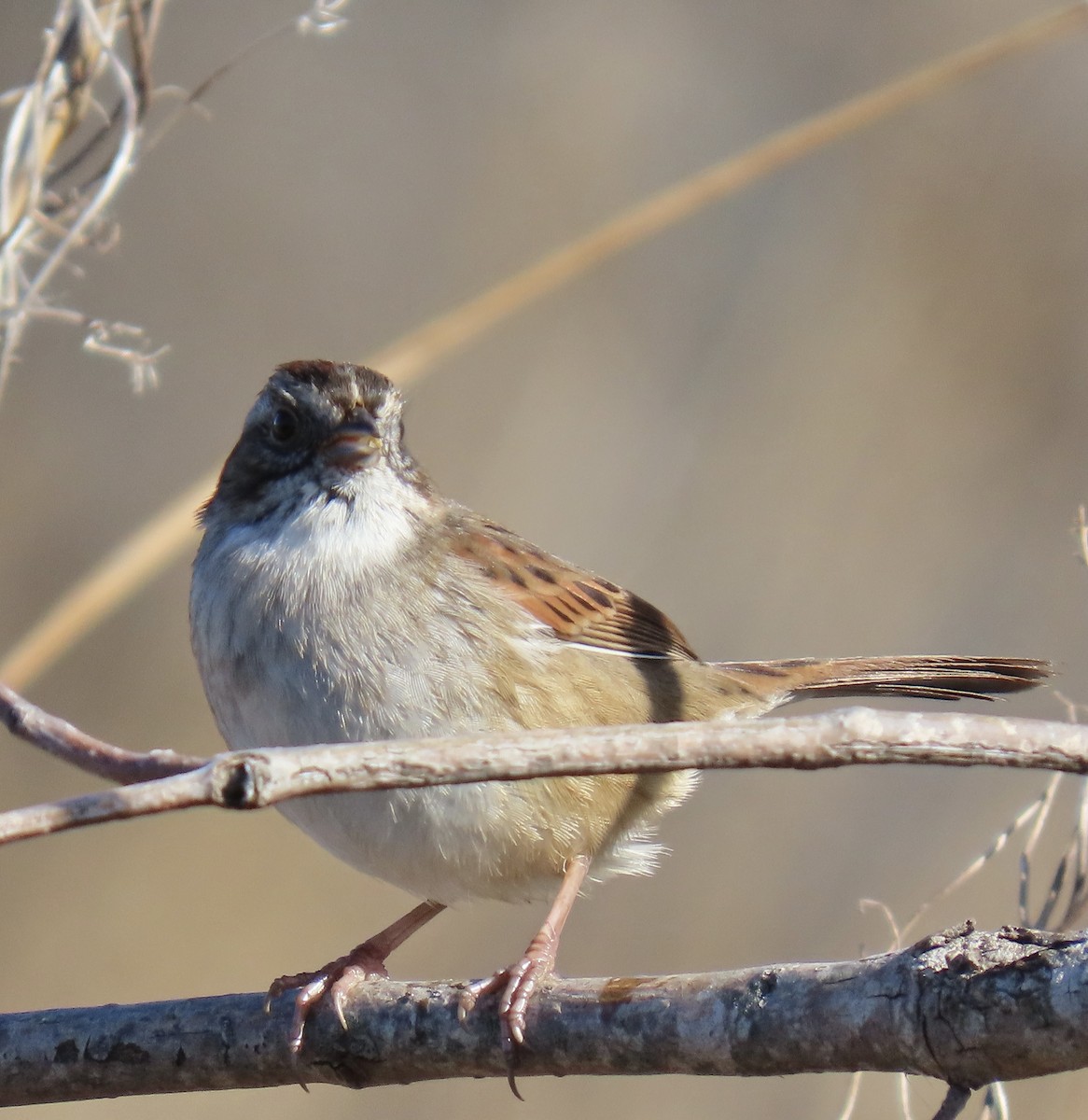 Swamp Sparrow - ML646754110