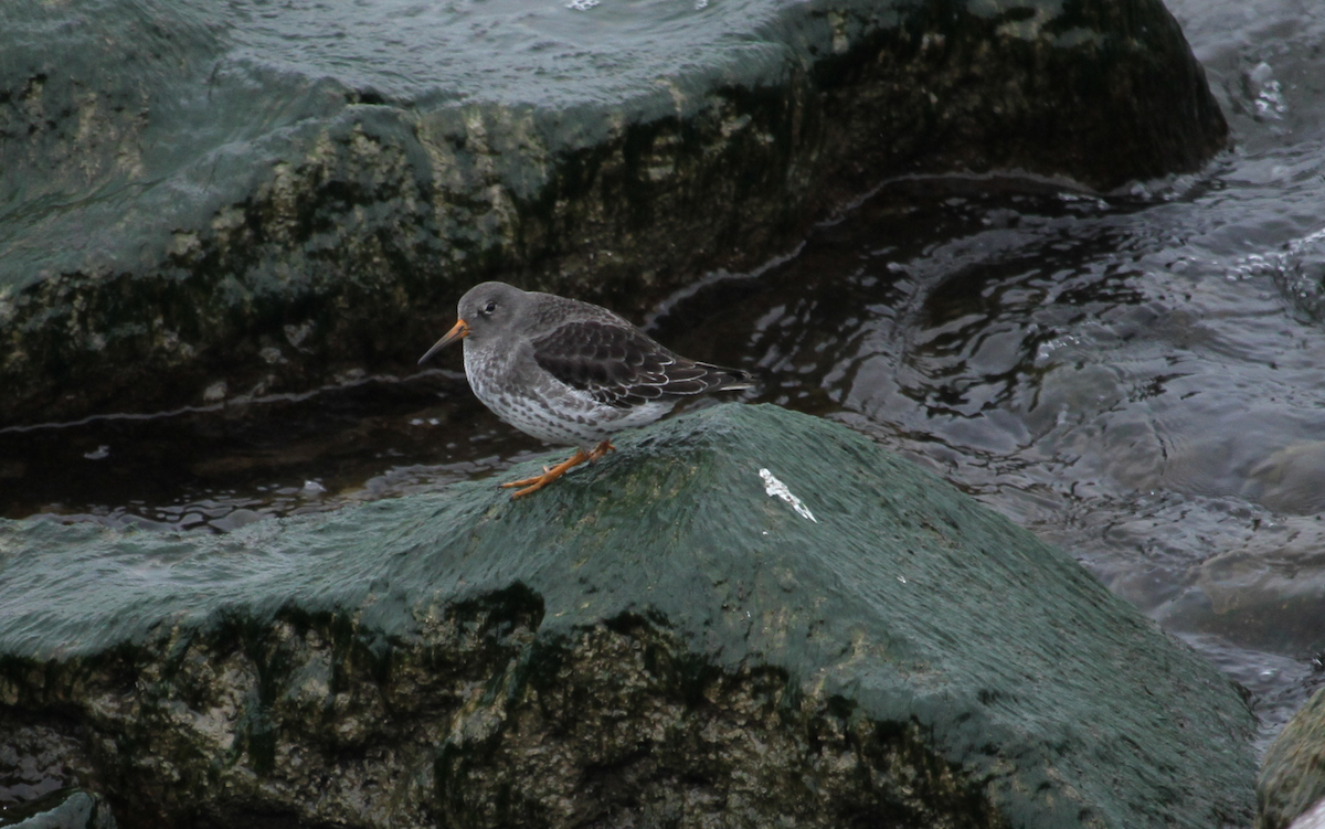 Purple Sandpiper - ML646754111