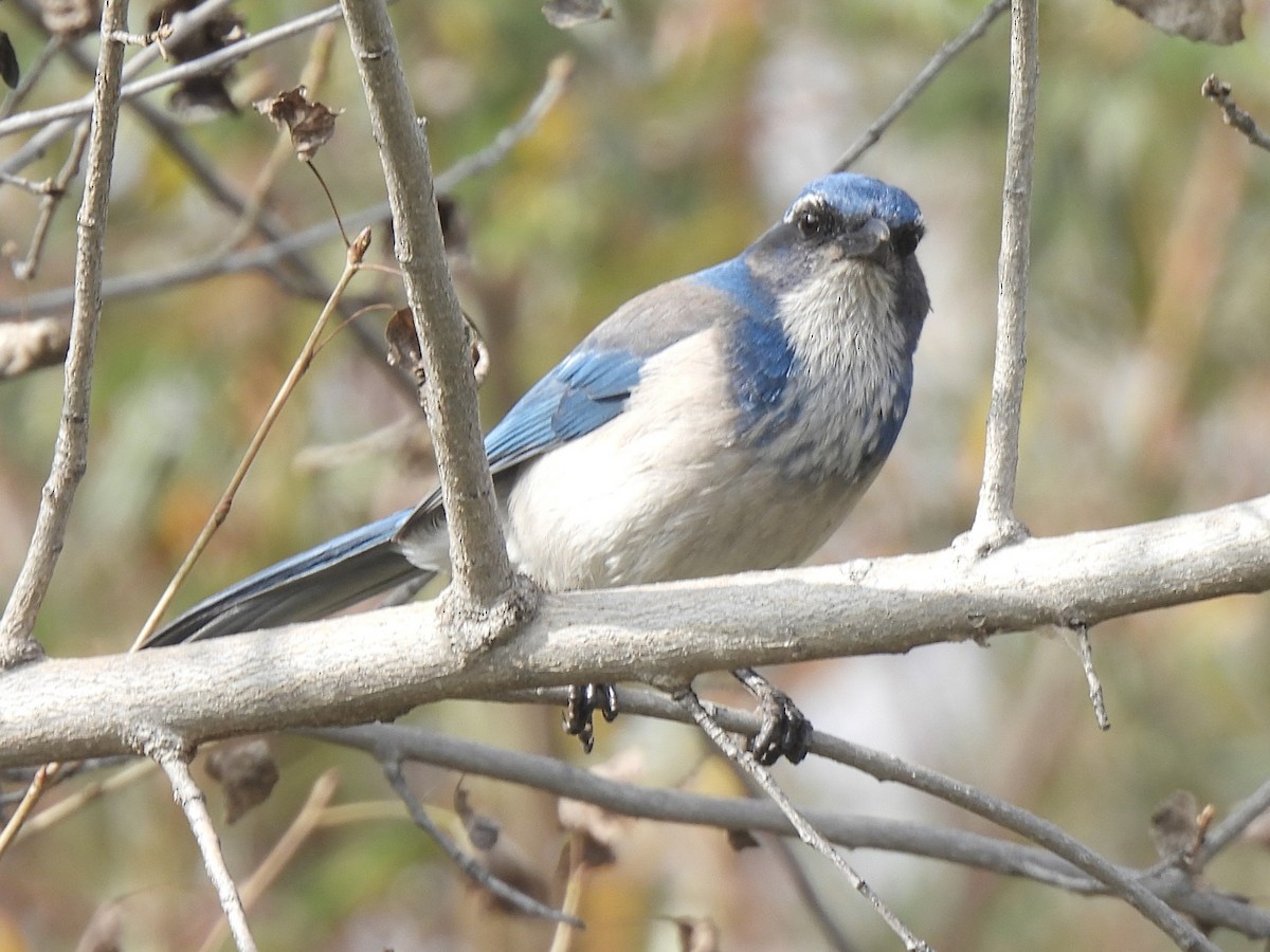California Scrub-Jay - ML646754112