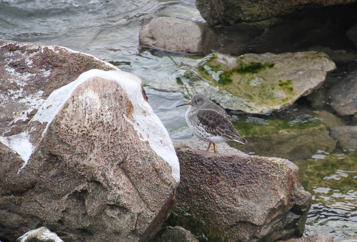 Purple Sandpiper - ML646754113