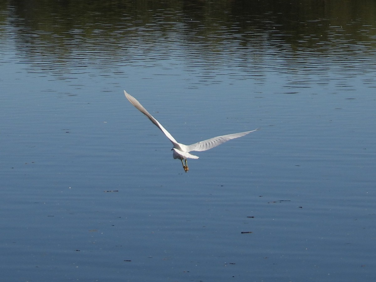 Snowy Egret - ML646754118
