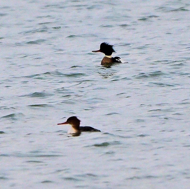 Serreta Mediana - ML646754119