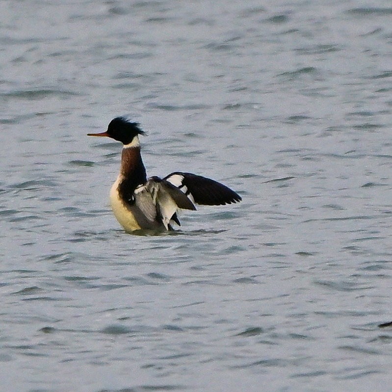 Serreta Mediana - ML646754120