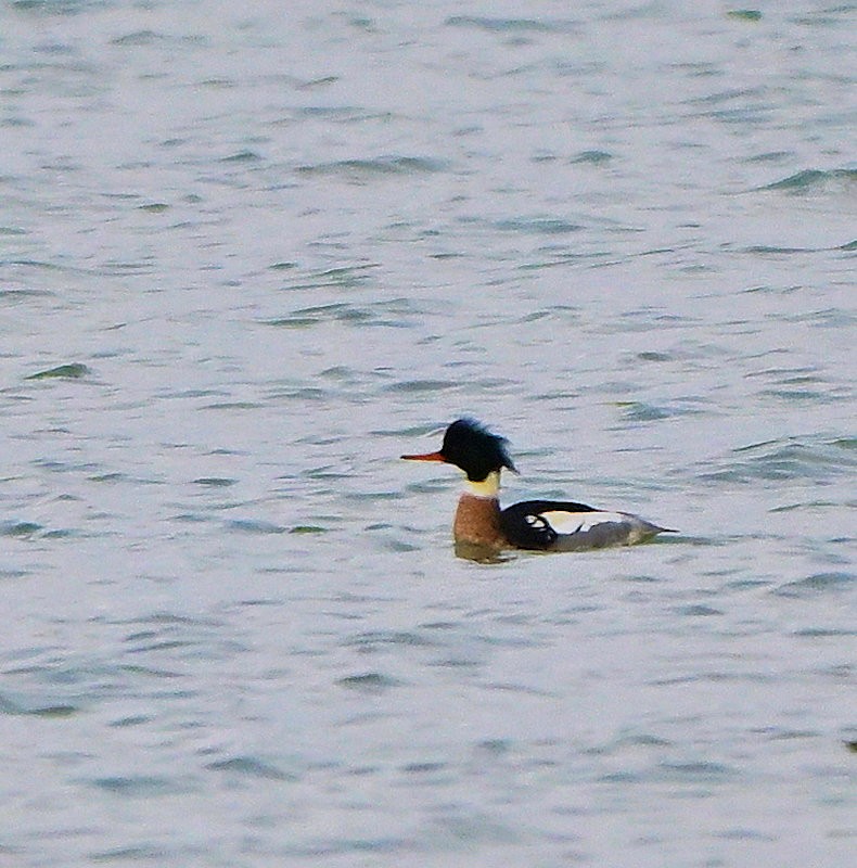 Serreta Mediana - ML646754121