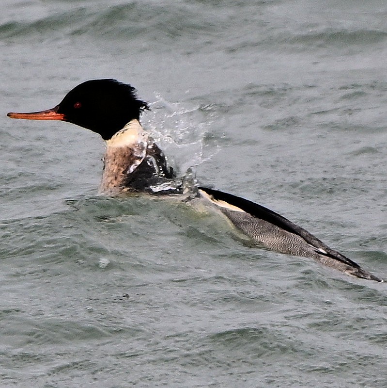 Serreta Mediana - ML646754122