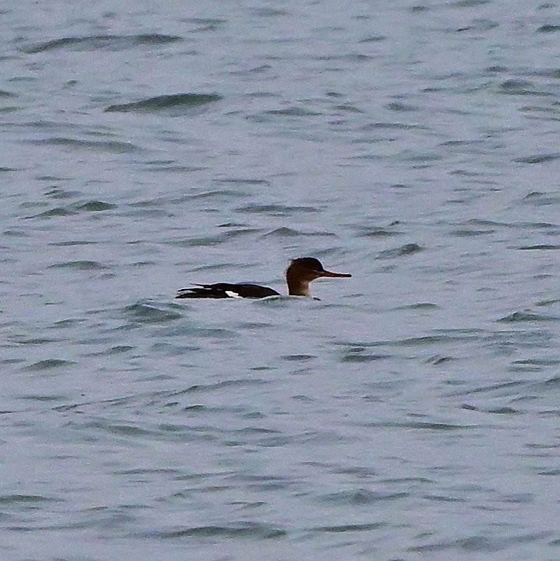 Serreta Mediana - ML646754123