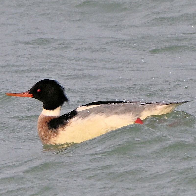 Serreta Mediana - ML646754124